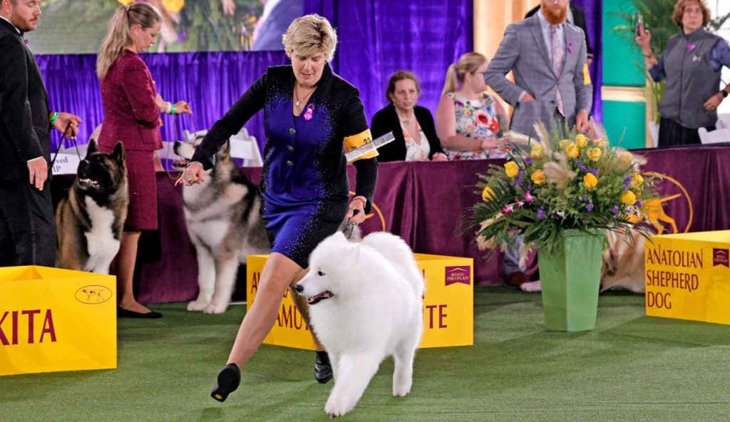 2025 Westminster Dog Show: Jadwal, Tanggal, TV, Streaming, Cara Menonton