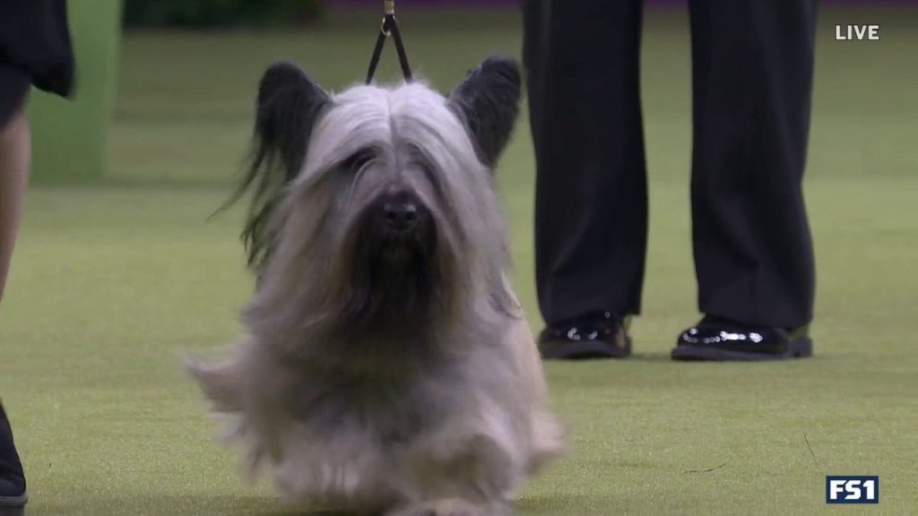 Archer the Skye Terrier memenangkan Grup Terrier | Westminster Dog Show