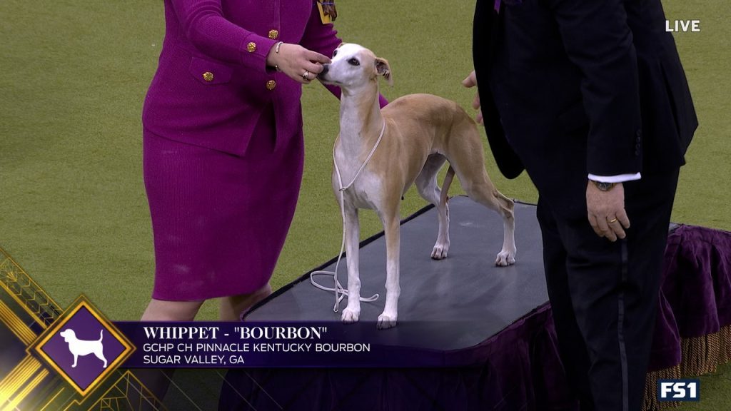 Bourbon Whippet memenangkan WKC Hound Group | Westminster Kennel Club