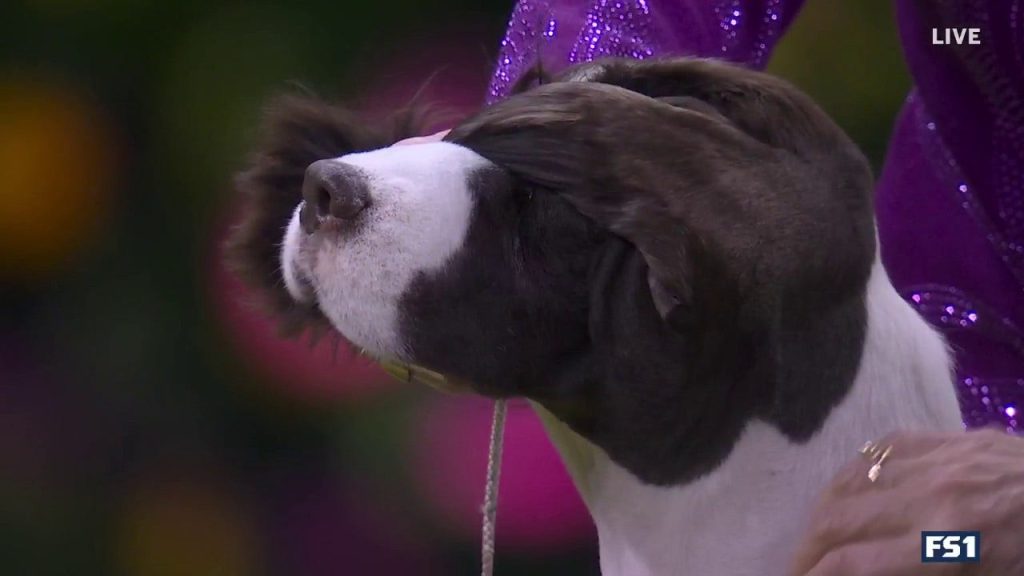 Freddie The English Springer Spaniel memenangkan Grup Olahraga | Westminster Kennel Club