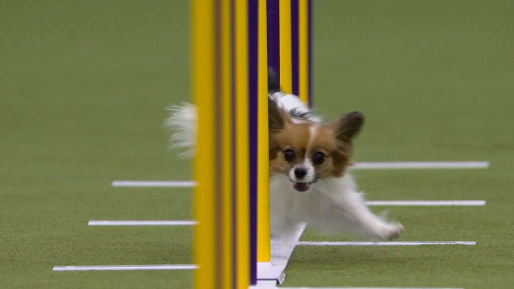 Gabby the Papillon memenangkan 8" Kelas | Westminster Kennel Club