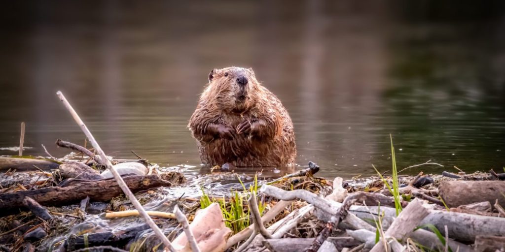 Keluarga Beavers Menghemat Pemerintah Ceko $ 1,2 juta dengan menyelesaikan proyek bendungan 7 tahun hanya dalam beberapa minggu