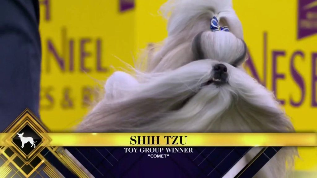 Komet Shih Tzu memenangkan WKC Toy Group | Westminster Kennel Club