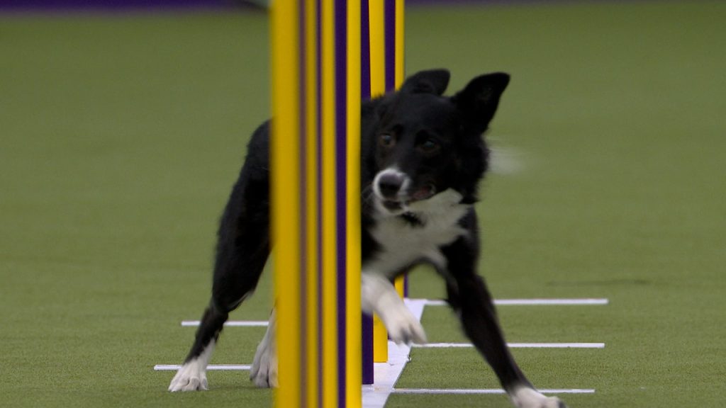 Lenyap perbatasan Collie memenangkan 16" Kelas | Westminster Kennel Club