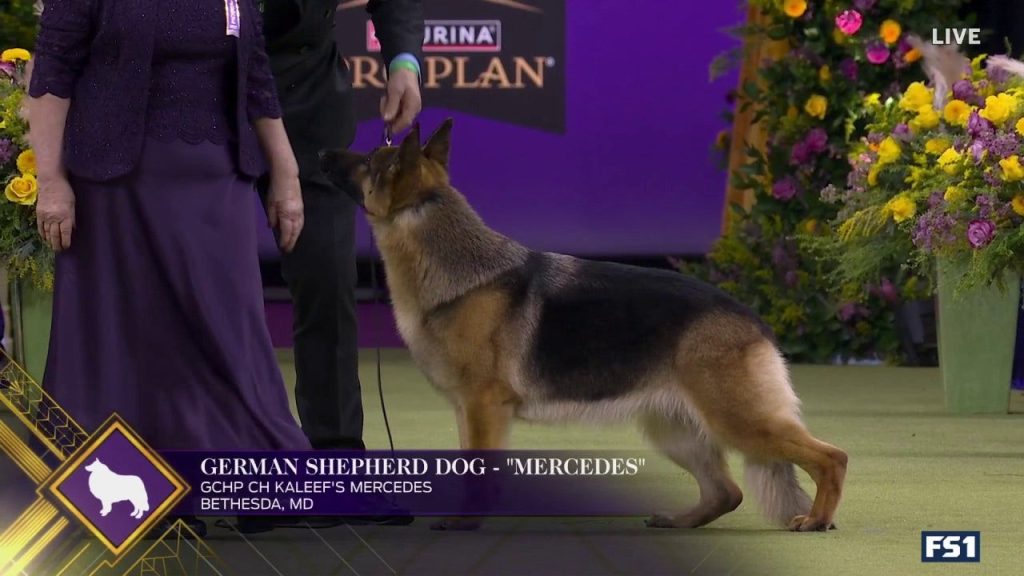 Mercedes the Jerman Shepherd memenangkan kelompok penggembala | Westminster Kennel Club