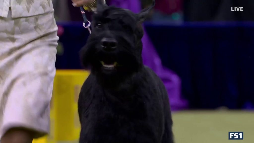 Monty the Giant Schnauzer memenangkan kelompok kerja | Westminster Kennel Club