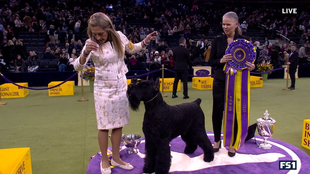 Monty the Giant Schnauzer menang terbaik dalam pertunjukan di Westminster Kennel Club