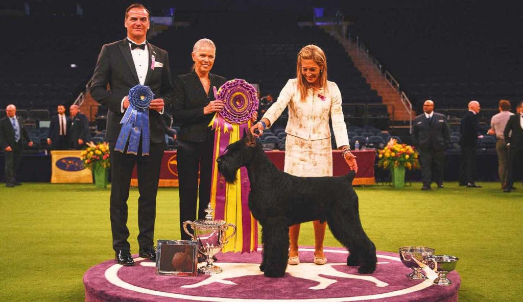 Monty the Giant Schnauzer menang terbaik dalam pertunjukan, membuat sejarah di 2025 Westminster Kennel Club