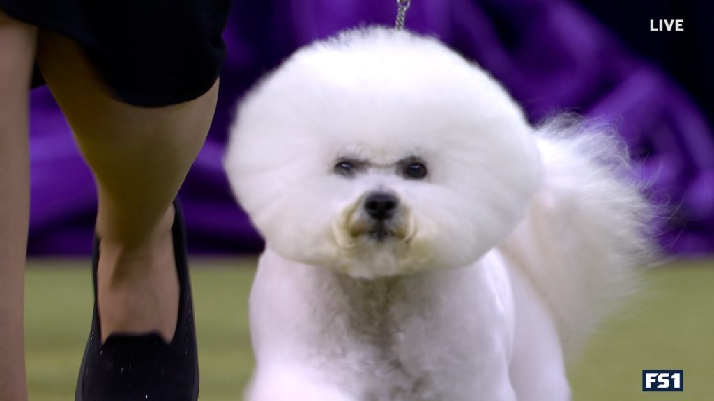 Neal the Bichon Frisé memenangkan kelompok non-olahraga WKC | Westminster Kennel Club