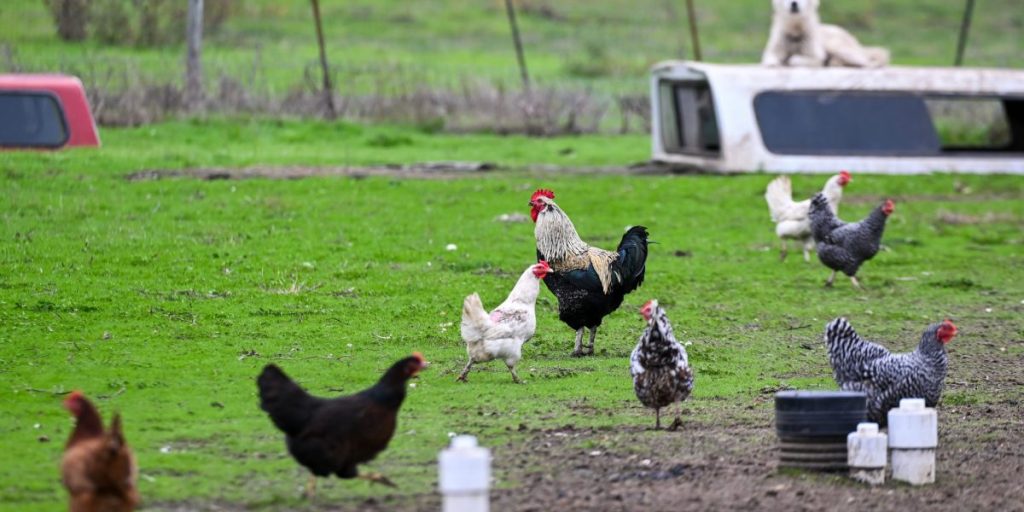 Penjualan ayam halaman belakang yang bertelur sendiri sedang booming karena flu burung menyebabkan harga memecahkan rekor baru