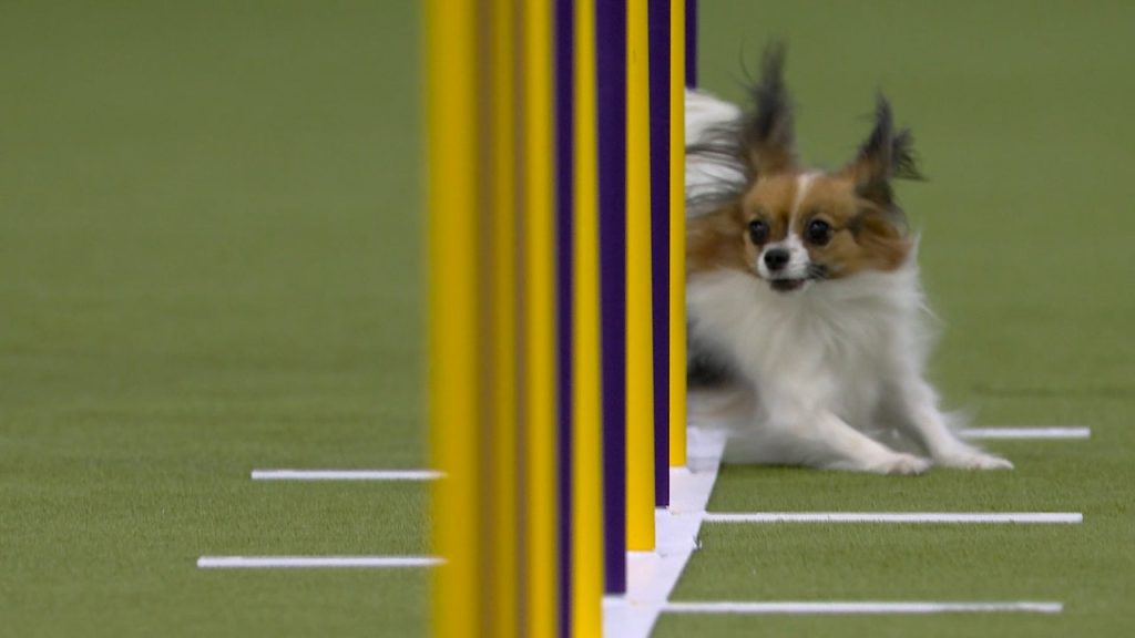 Terbaik dari 2025 Masters Agility Championships dari Westminster Kennel Club | Fox Sports