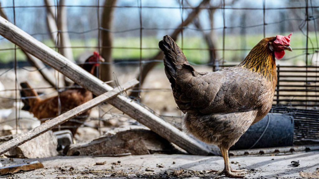 Trump’s drive to reshape government threatens bird flu response