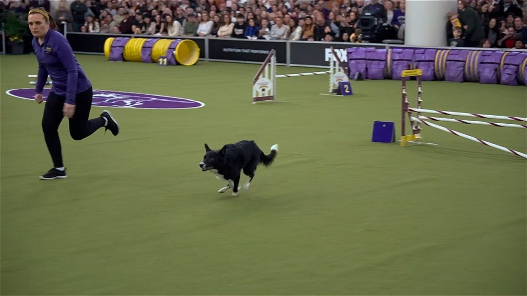 Vanish The Border Collie dinamai sebagai pemenang keseluruhan dari 2025 Westminster Kennel Club Masters Agility Championship | Fox Sports